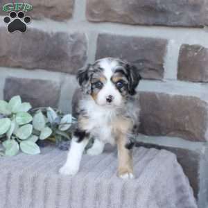 Jean, Cavapoo Puppy